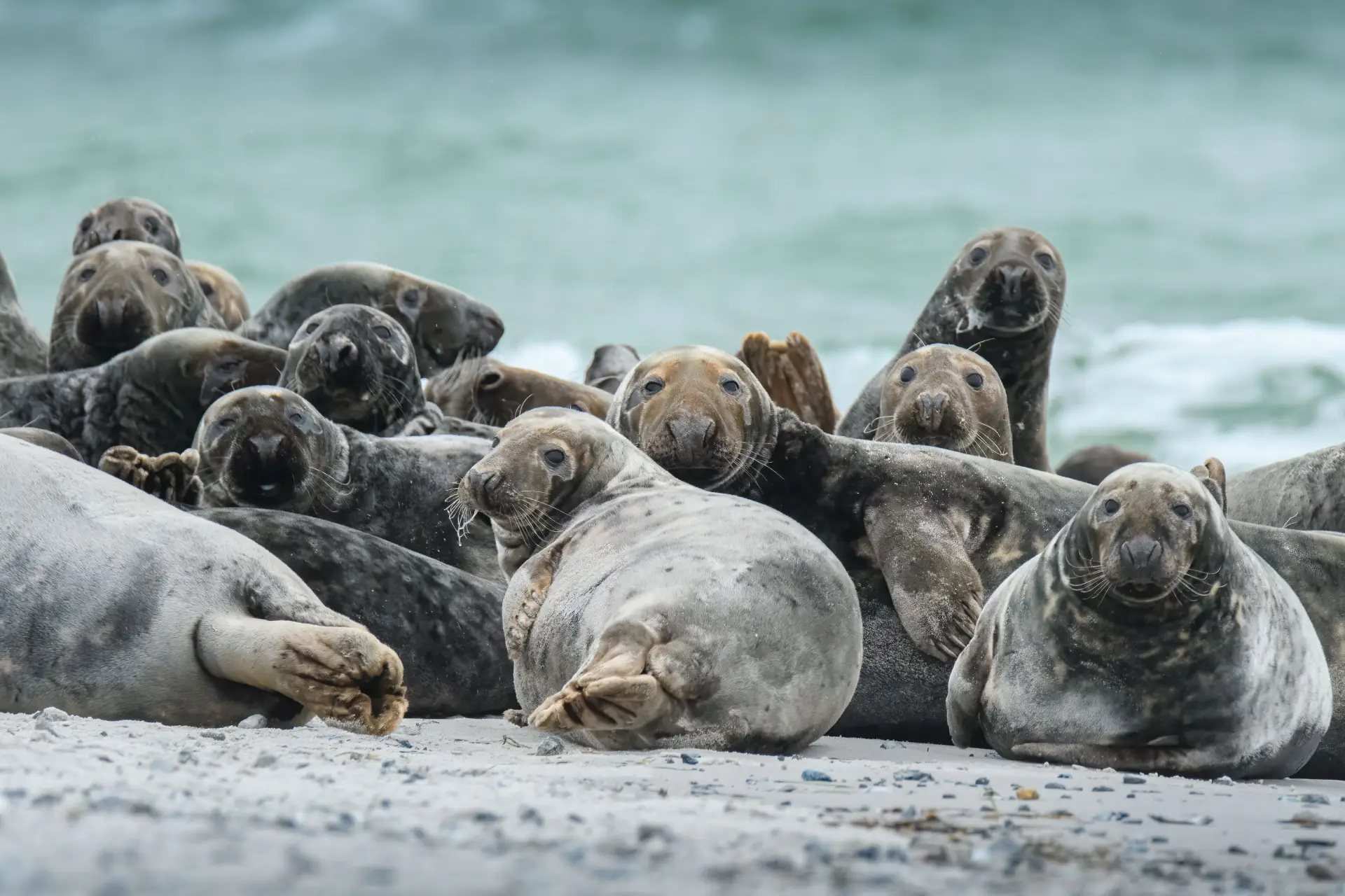 closeup of cute chunky seals on the shore