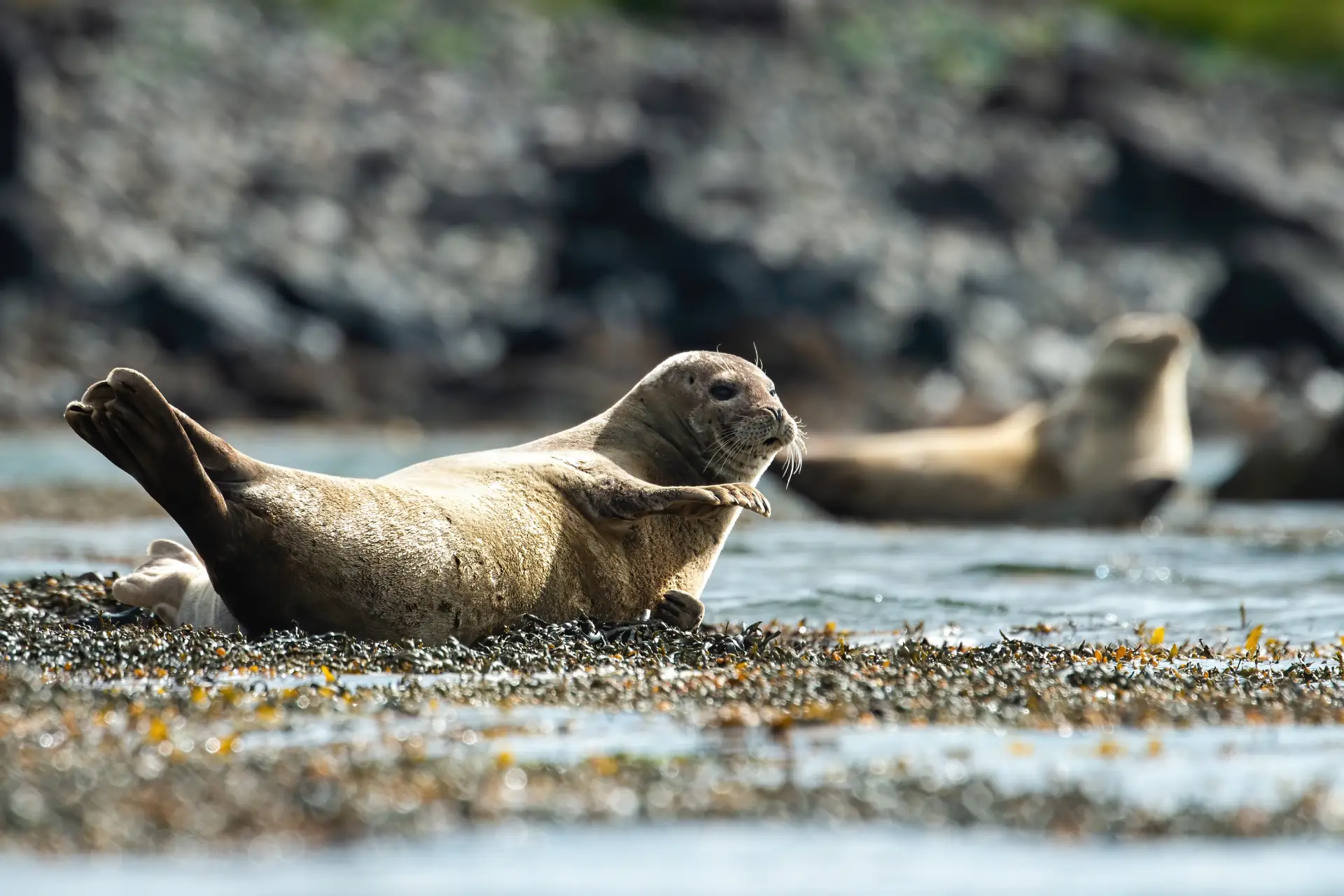 common seal waving with the fin on a shore