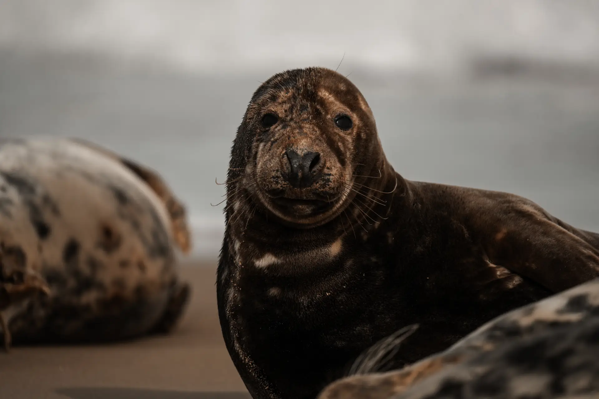 seal on a beach cute brown adult seals